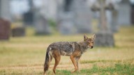 Mass. woman says a coyote killed her dog