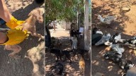 Rescatan a 11 perros y aves víctimas de maltrato en Guaymas.
