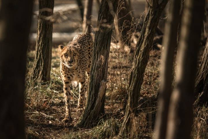 Beloved cheetah dies at Cleveland Metroparks Zoo
