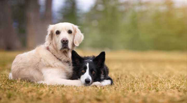 Tears Over the 'Cutest Bonded Pair' at Dog Shelter