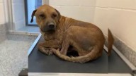 Texas Dog Broken By Years On A Chain Faced Euthanasia Until An Unexpected Love Rescued Him