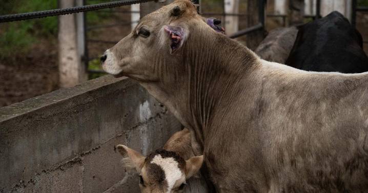 Advierte EU medidas 'decisivas', tras detección del gusano barrenador en Nuevo León