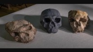 Mucho más antiguo y no estaba en África: este es el cráneo que reescribe nuestro origen
