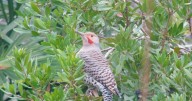 Lane County Audubon Society changes name as part of a larger trend within the birding community