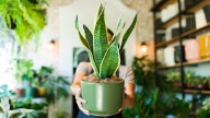 The Major Benefit Of Putting A Mother-In-Law's Tongue Plant Near Your Bed At Night