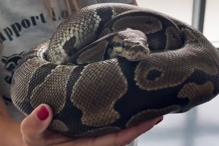 3 Large Pythons Spotted in New York City, Only 1 Snake Captured