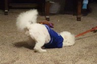 Dog With a Unique Tug-of-War Style Wins ‘Pet of the Week’