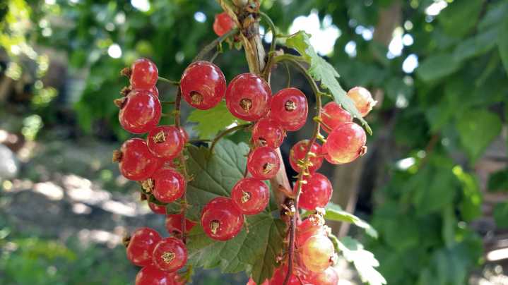 Should You Grow Currants In Containers This Year?