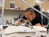 Qué le pasó al perro de Lewis Hamilton