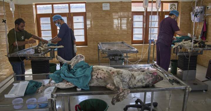 Photos of stray dogs in Indian-controlled Kashmir and attempts to control their population