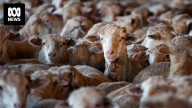No live export ships coming for WA sheep amid high prices, looming ban