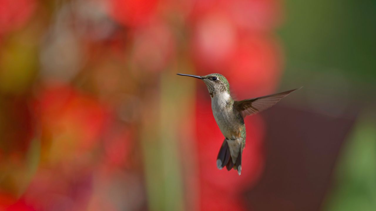 The hummingbird migration is underway