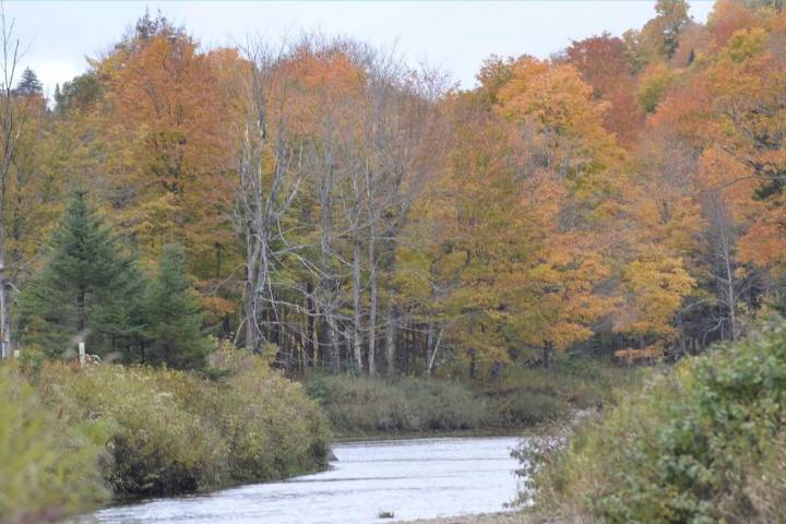 Is New Jersey's fall foliage season in trouble this year?