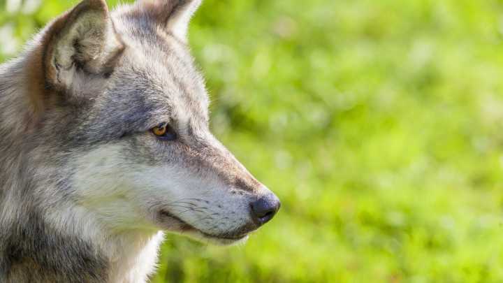 Banff National Park Visitors Get Slapped With Charges Over Careless Wolf Incident