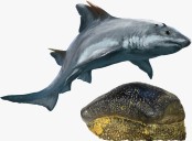 Villa de Leyva: fósil de tiburón gigante revela secretos del Cretácico temprano
