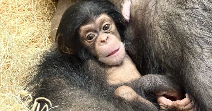 Baby chimpanzee born at Detroit Zoo named Nakili