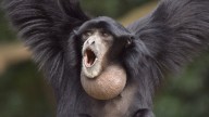 Nace en Chile una cría de siamang: uno de los mamíferos más ruidosos del planeta, casi en extinción