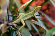 Female Iguana Celebrated for Rare ‘Virgin Birth’ After Going No Contact with Male Iguanas