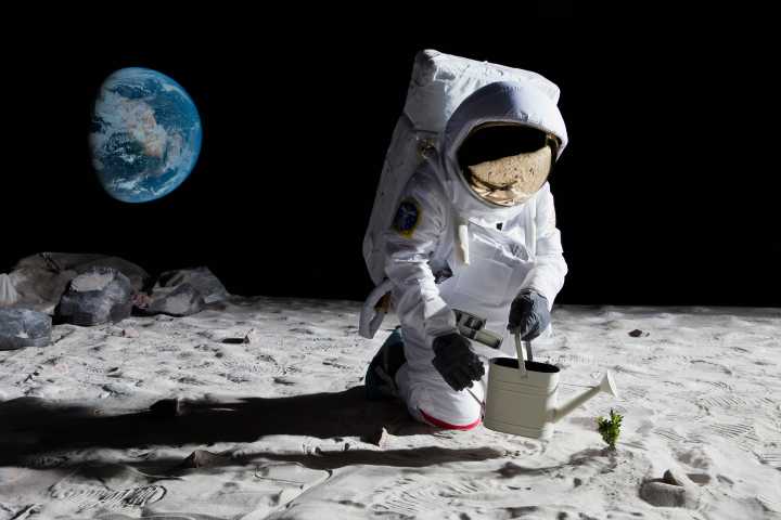 Tea thrives in lunar soil, scientists find