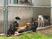Exigen destituir a directora de Brigada de Vigilancia Animal por presunto hacinamiento