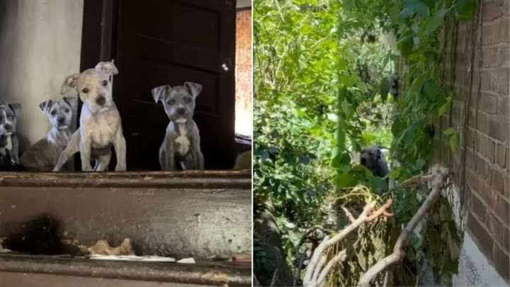 Missouri Rescuers Enter Crumbling Home And Find A Mother Dog Refusing To Leave Her Babies
