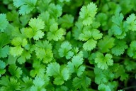 5 things that you can prune and plant in the garden this week