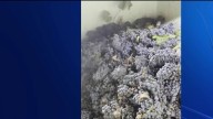 Napa Valley winemakers predict greatness for this year’s grape harvest