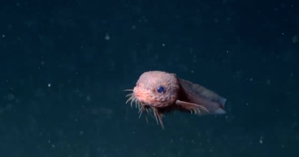 Descubren una nueva especie de pez a más de 3 mil metros de profundidad