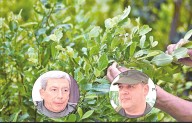 350.000 hectáreas de hoja de coca, sembradas en Colombia