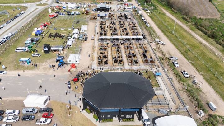 Agenda. Estos son los remates de hacienda que tendrá la Semana Angus