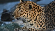 Amur cubs practicing pouncing for their public debut at Brookfield Zoo