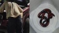 ¡Que susto! Hombre abre el cofre de su camioneta y encuentra una víbora, en León