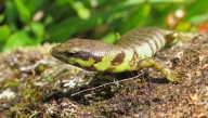 These Strange Little Lizards Have Toxic Green Blood, And No One Knows Exactly Why