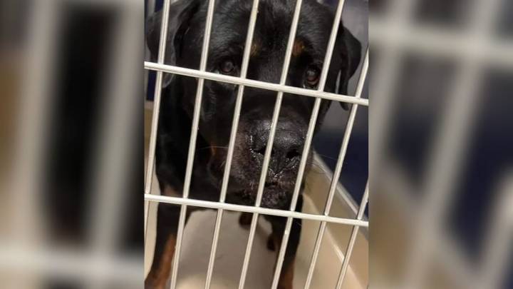 Florida Rottweiler Labeled Aggressive Transforms Into A Loving Companion With A Surprising Best Friend