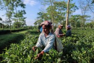 India’s boiling climate could make tea more expensive