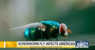 Experts warn of screwworm risk as parasite spreads northward
