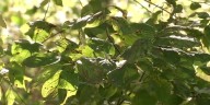 Iowa DNR discusses investigation of teen killed in hunting accident