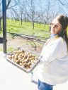 Nuez pecán, un cultivo exportable que se expande en la Argentina