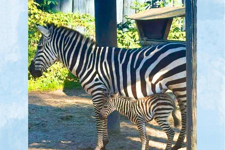 Baby Zebra Born at York's Wild Kingdom in Maine September 2025