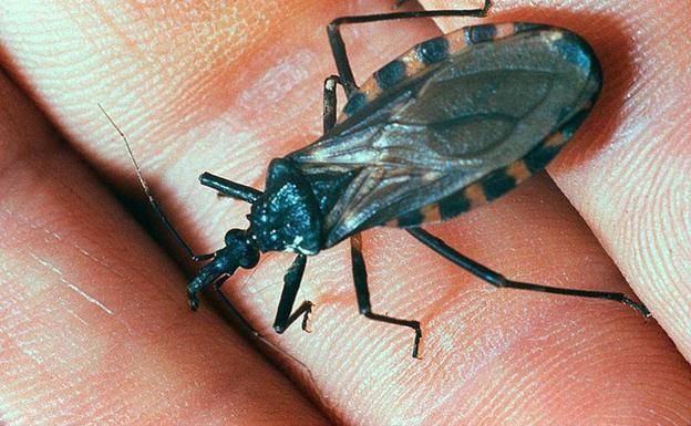 EL MAL DE CHAGAS ACECHA EN SILENCIO