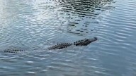 Video shows large alligator swimming in popular area of Bayou St. John