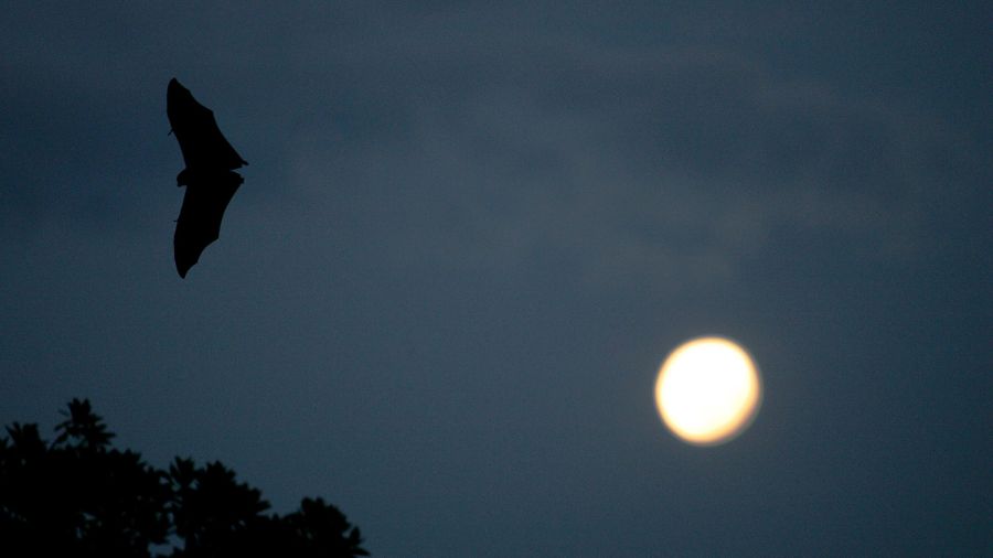 Bat found near Seattle Arboretum tested positive for rabies