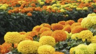 La planta que da hermosas flores amarillas y que es muy buscada porque repele los mosquitos y las plagas de tu jardín