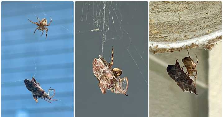Spider season