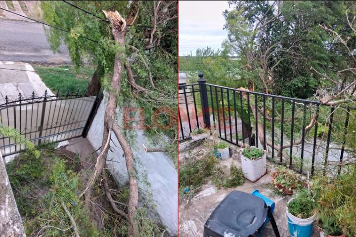 Árbol de gran tamaño cayó sobre un museo en San Benito: “Fue como una explosión”