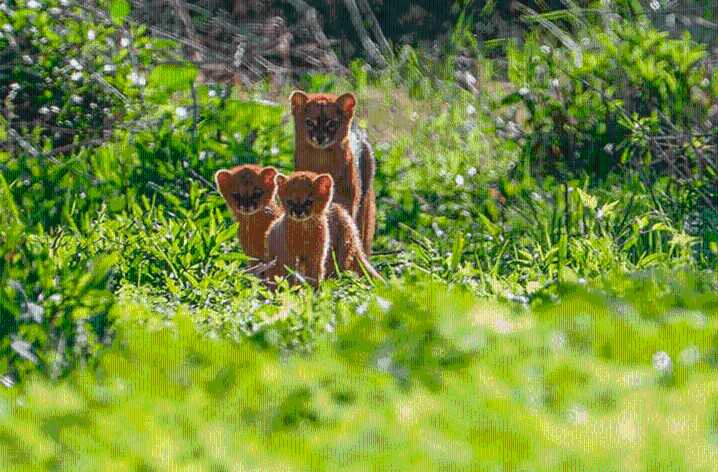 Fotografiaron a un yaguarundí con crías en Paraná