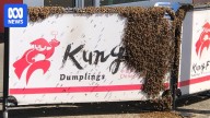 Thousands of bees swarm Wagga Wagga CBD