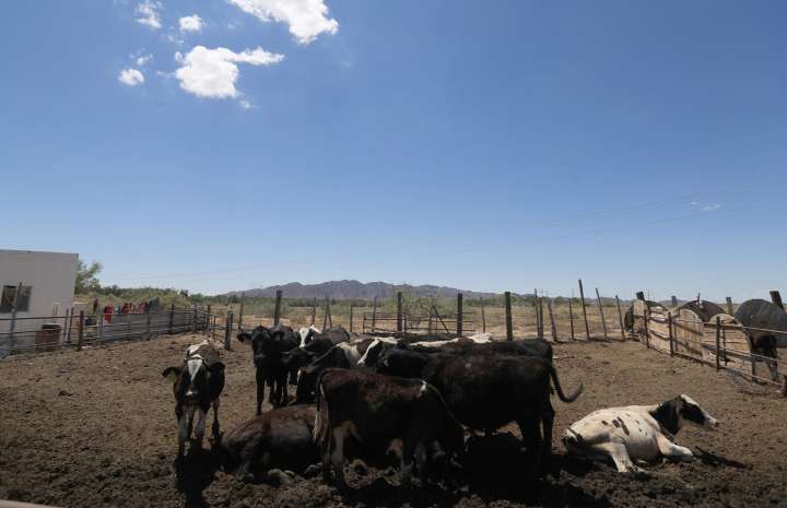México espera reanudar exportación de ganado a EE.UU. en dos meses tras gusano barrenador