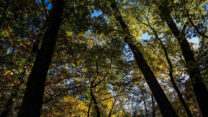 Fall has started in Iowa. See what 3 forecasts say for the season