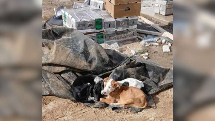 Missouri Passerby Notices A Trash Pile Moving And Uncovers A Heartbreaking Secret